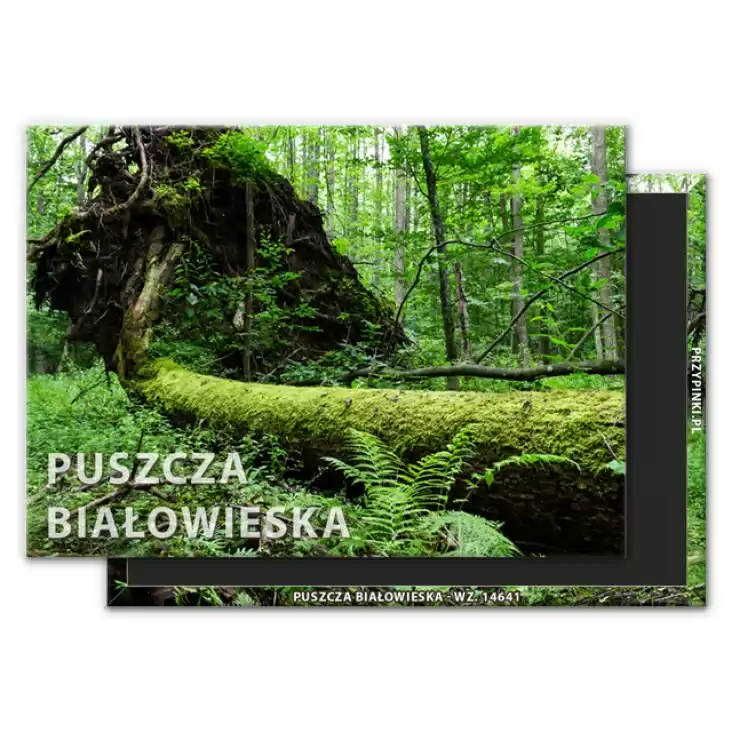 magnes 90x65mm Puszcza Białowieska