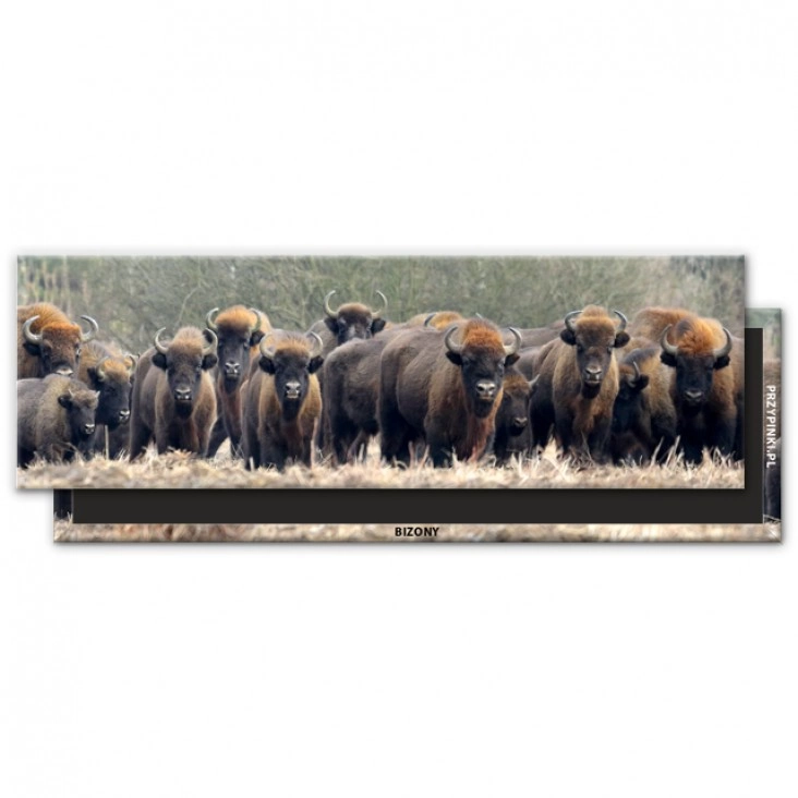 magnes 115x37mmBizony