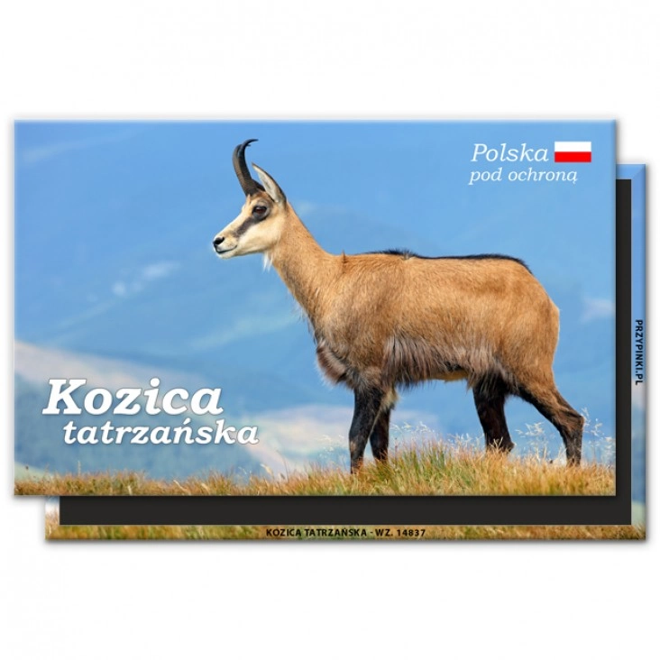 magnes 120x75mmKozica tatrzańska