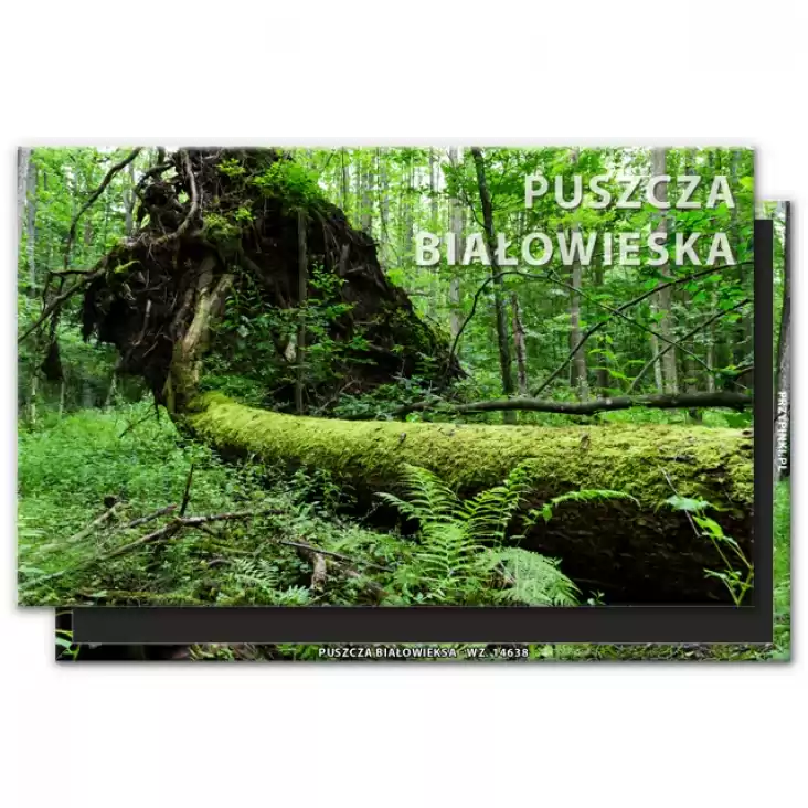 magnes 120x75mm Puszcza Białowieska