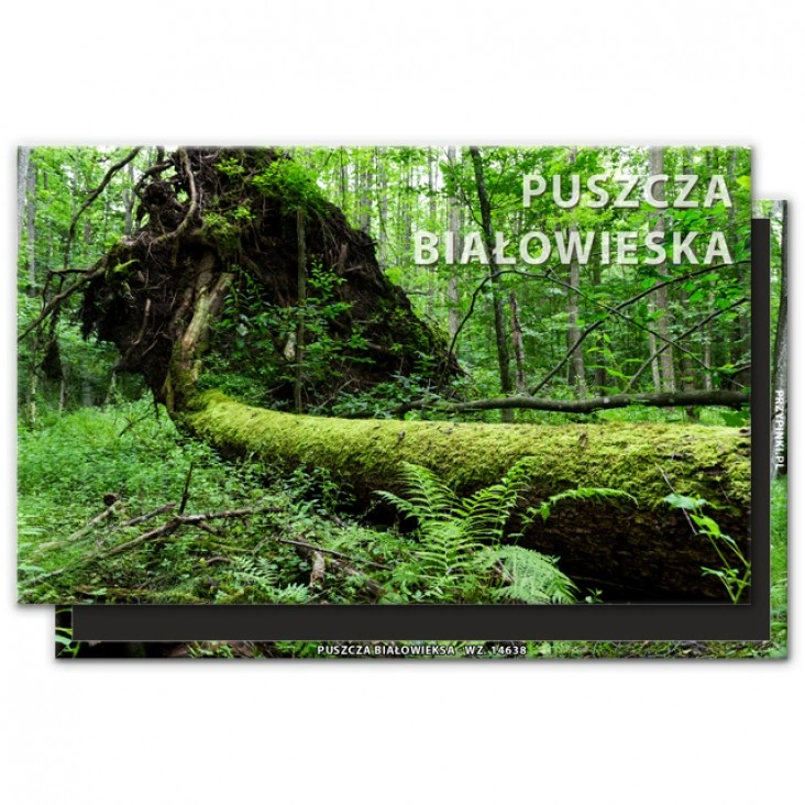 magnes 120x75mm Puszcza Białowieska