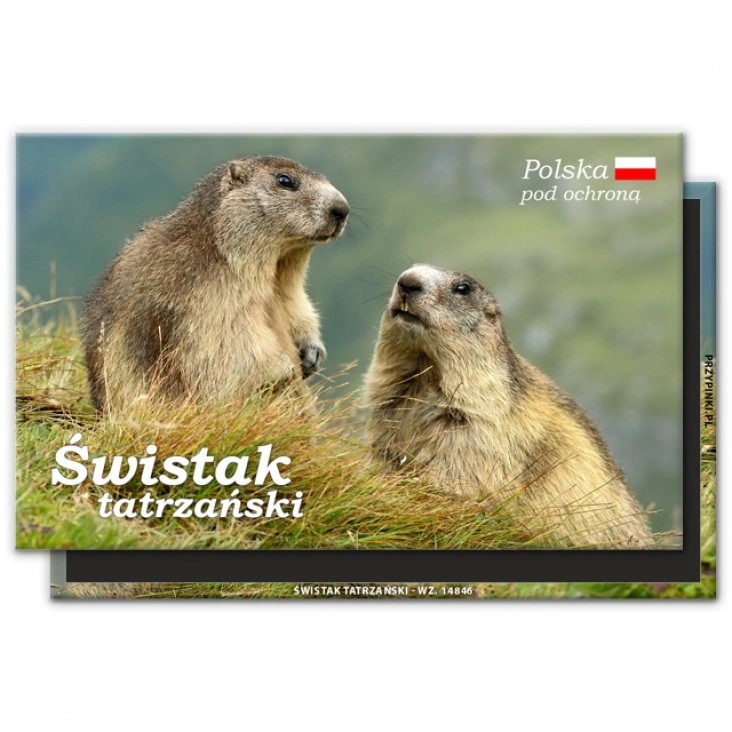 magnes 120x75mmŚwistak tatrzański