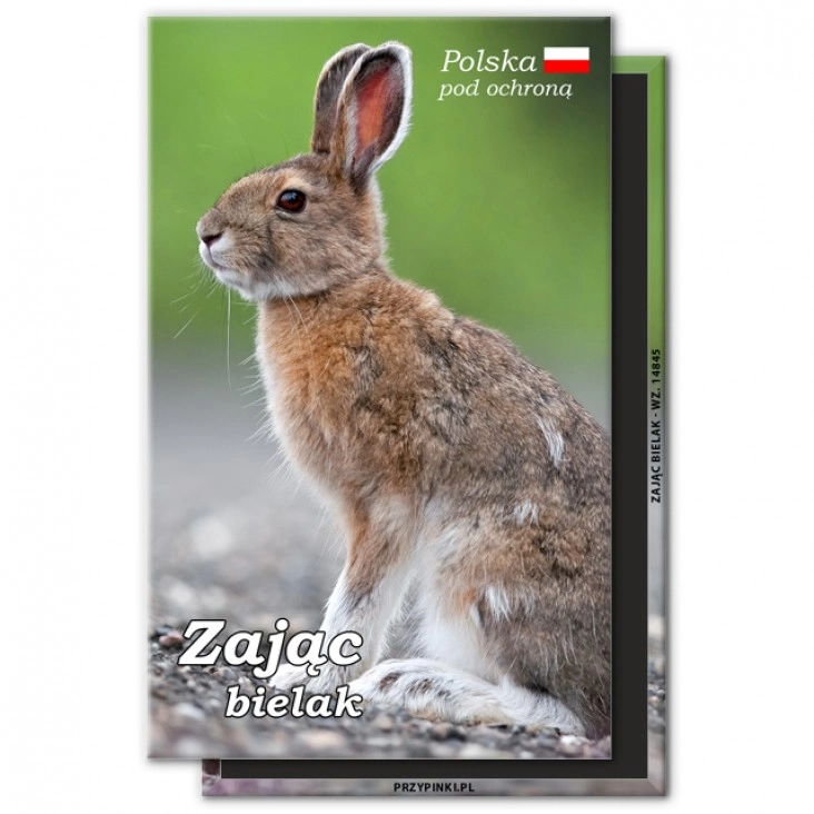 magnes 120x75mmZając bielak
