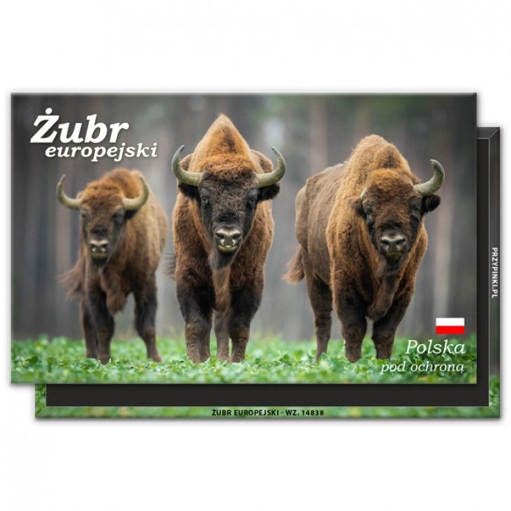 magnes 120x75mmŻubr europejski