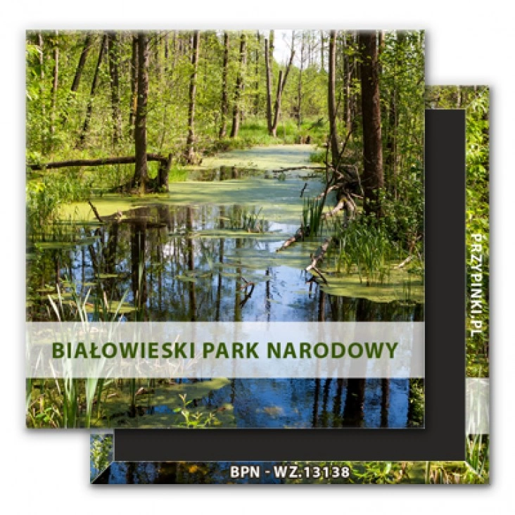 magnes 50x50mm Białowieski Park Narodowy