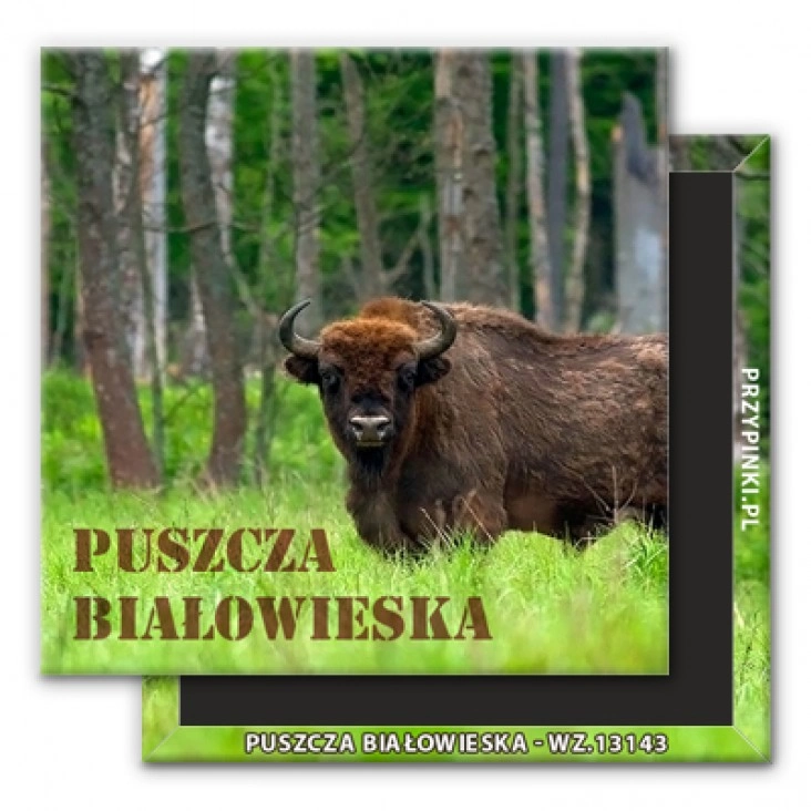 magnes 50x50mm Puszcza Białowieska 