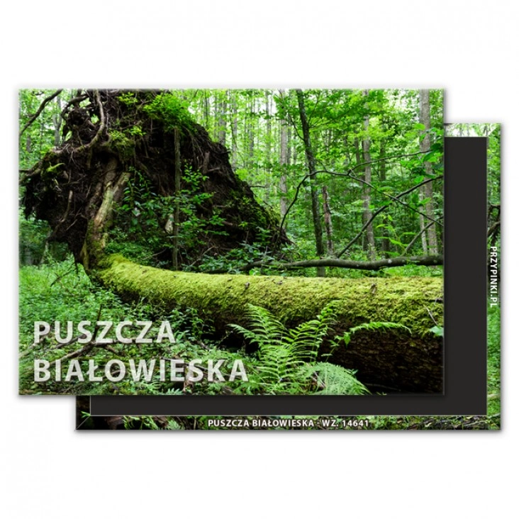 magnes 90x65mmPuszcza Białowieska