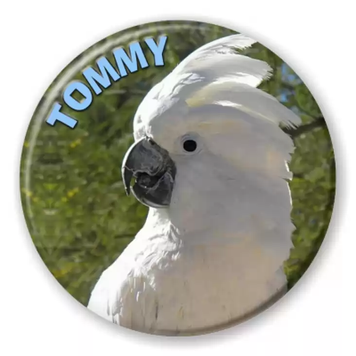 przypinka Papuga Tommy