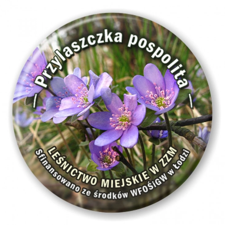 przypinka Przylaszczka pospolita