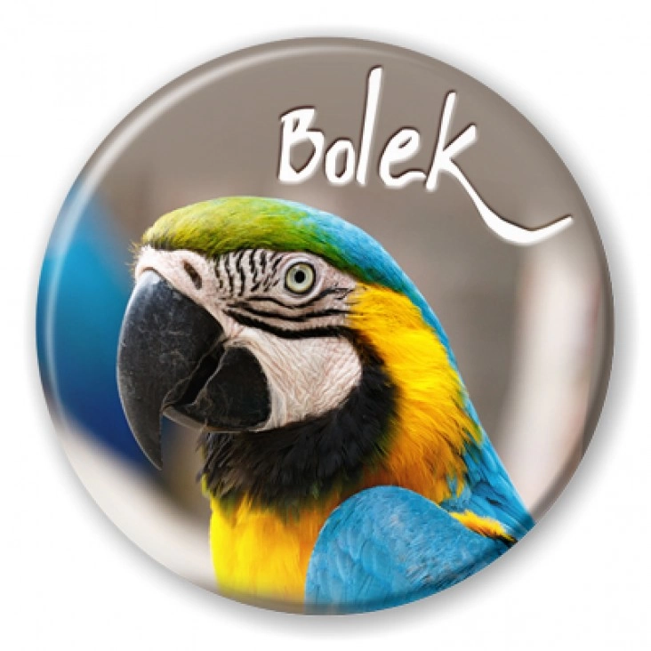 przypinka Papugarnia BOLEK