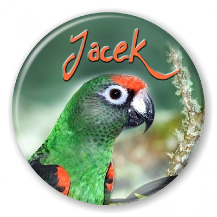 przypinka Papugarnia - kongijska - Jacek