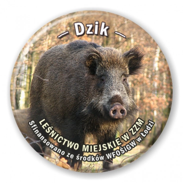 przypinka Dzik