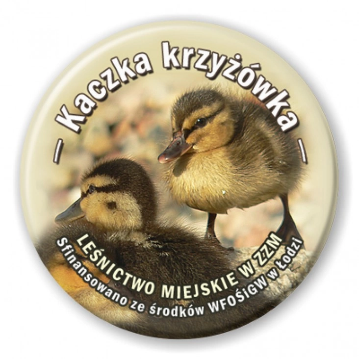 przypinka Kaczka krzyżówka