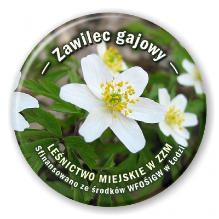 przypinka Zawilec gajowy