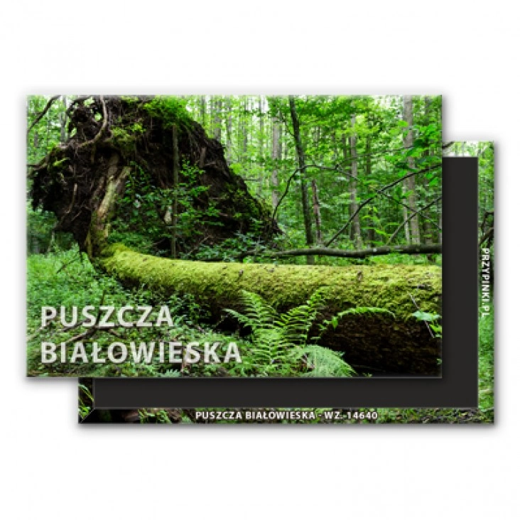 przypinka Puszcza Bialowieska
