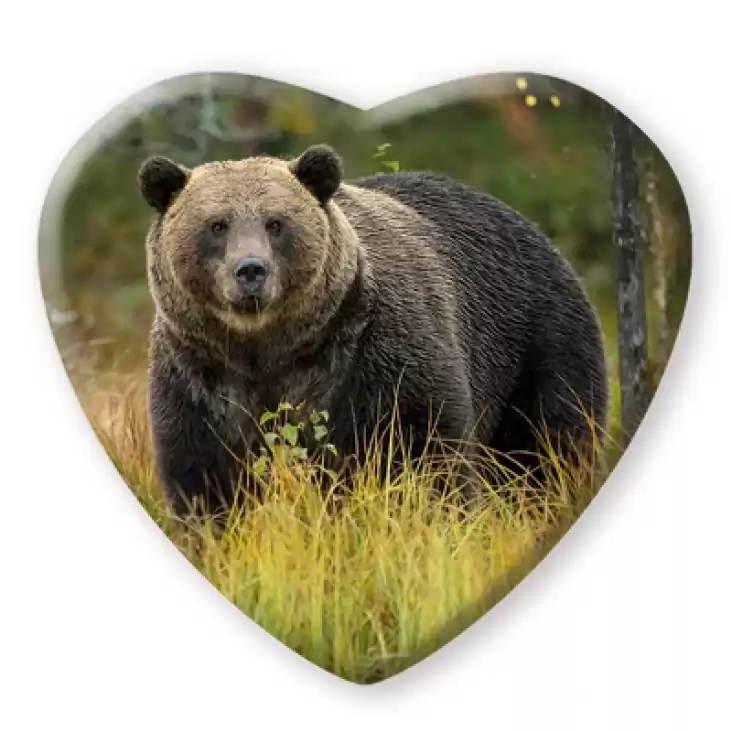 przypinka serce Niedźwiedź grizzly