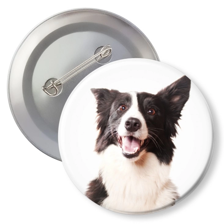 przypinkaPies Bordercollie