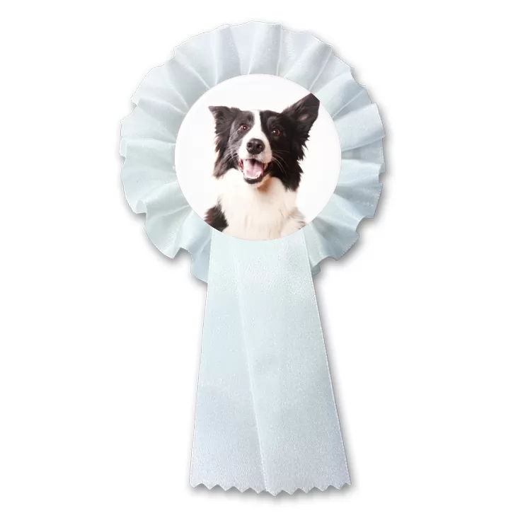przypinka kotylion Pies Bordercollie