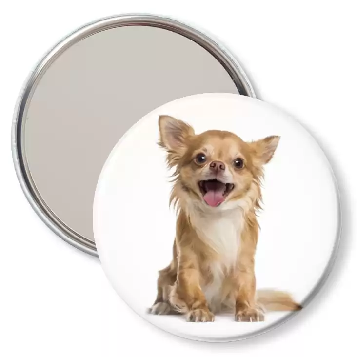 przypinka lusterko Pies Chihuahua