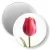 Przypinka magnes Tulipan
