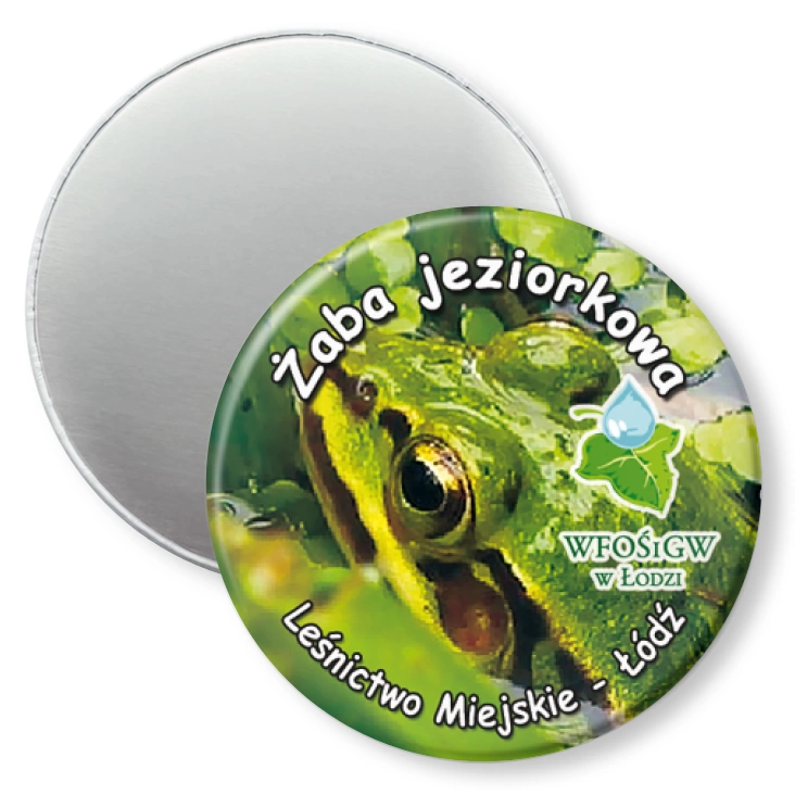 przypinka magnes Żaba jeziorkowa