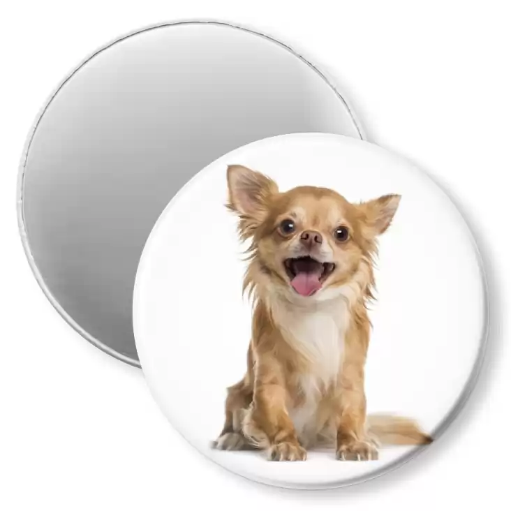 przypinka magnes Pies Chihuahua