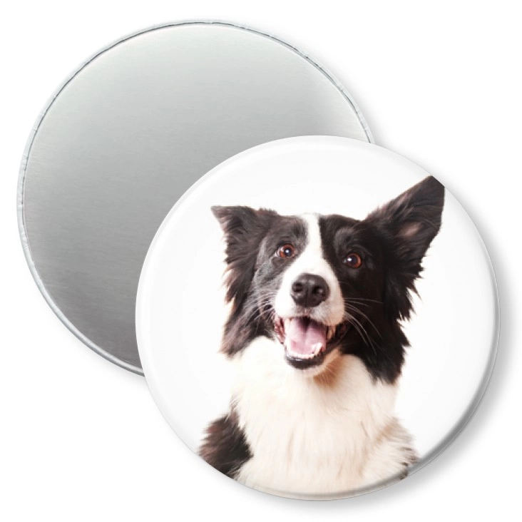 przypinka magnes Pies Bordercollie